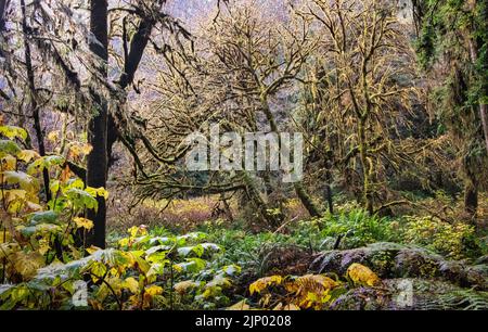 Foresta delle meraviglie magica Foto Stock