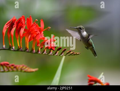 Un maschio immaturo Ruby tirato colubris, Archilochus colubris, che si affaccia nei pressi di un brillante fiore rosso croccosmia in un giardino Foto Stock
