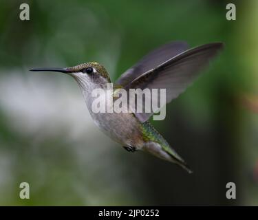 Un colibrì maschio immaturo, con il suo trito di rubino, che si affaccia su un giardino in Speculator NY USA Foto Stock