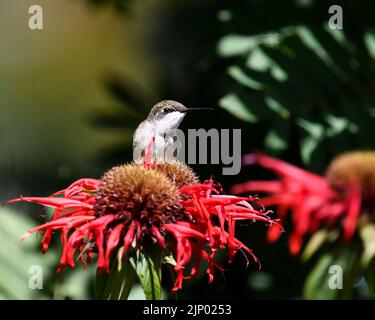 Un colubris maschio immaturo di Ruby, archilochus colubris, arroccato su fiori rossi luminosi di monarda, Monarda, Monarda Foto Stock