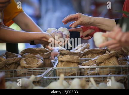 Richmond, Canada. 14th ago, 2022. Un contadino mostra i bulbi d'aglio ai visitatori durante il 12th° festival annuale dell'aglio di Richmond, British Columbia, Canada, il 14 agosto 2022. Credit: Liang Sen/Xinhua/Alamy Live News Foto Stock