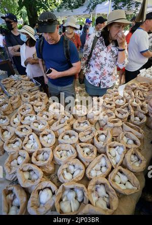 Richmond, Canada. 14th ago, 2022. La gente guarda diverse varietà di aglio durante il Richmond Garlic Festival 12th annuale a Richmond, British Columbia, Canada, il 14 agosto 2022. Credit: Liang Sen/Xinhua/Alamy Live News Foto Stock