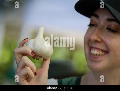 Richmond, Canada. 14th ago, 2022. Un visitatore guarda un bulbo d'aglio durante l'annuale Richmond Garlic Festival 12th a Richmond, British Columbia, Canada, il 14 agosto 2022. Credit: Liang Sen/Xinhua/Alamy Live News Foto Stock