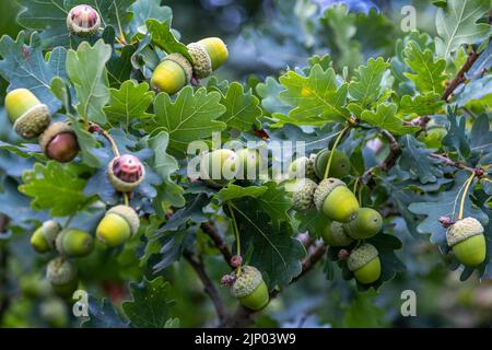 primo piano di diversi acorns verdi su un ramo di una quercia Foto Stock