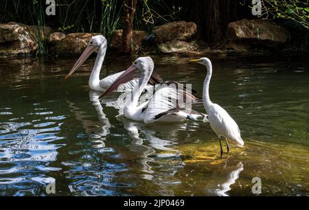 Due Pelicani australiani (Pelecanus conspicillatus) e un grande Eret (Ardea alba) si trovano in acqua a Sydney, NSW, Australia (Foto di Tara Chand Malho Foto Stock