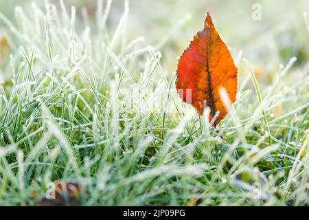 Foglie di acero marrone nel gelo. Lawn gelido.first gels. Sfondo naturale gelido. Fine autumn.Green erba in brina bianca. Foto Stock