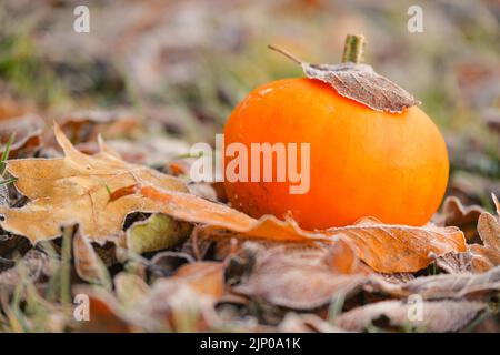 Autunno. Zucca in autunno lascia in brina. Prima gelate. Brina bianca su foglie brune. Autunno Weather.Beautiful carta da parati natura. Foto Stock