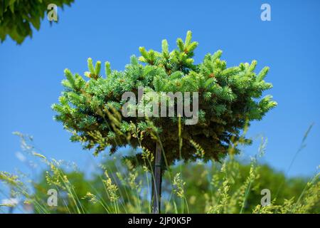 Decorativo blu albero di Natale sul letto di fiori. Sullo sfondo del cielo blu. Foto Stock