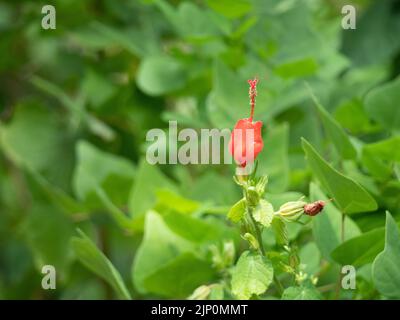 Cappello di Turco rosso o Malvaviscus arboreus var. Drummondii fiore in fiore in Texas. Fotografato con foglie sullo sfondo con profondità di campo bassa. Foto Stock