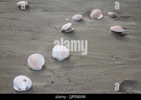 Uno sguardo a vita in Nuova Zelanda: Esplorare una spiaggia locale in una bella primavera mattina. Conchiglie lavate dalla marea. Foto Stock