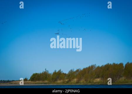Uno sguardo alla vita in Nuova Zelanda. Fiocchi/matassa di oche canadesi (Branta canadensis) che volano in formazione. Foto Stock