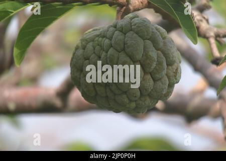 Dolce frutto tropicale di Atemoia appeso al ramo dell'albero. Frutta nota anche come cono di pino verde, mela crema, sweep-sop, annona squamosa, Fruta do Foto Stock