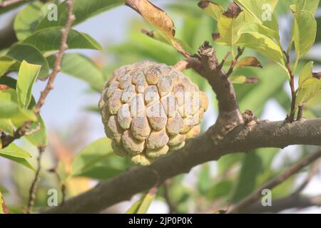 Dolce frutto tropicale di Atemoia appeso al ramo dell'albero. Frutta nota anche come cono di pino verde, mela crema, sweep-sop, annona squamosa, Fruta do Foto Stock