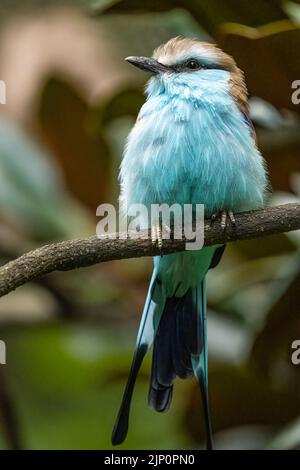 Roller con coda di racchetta (Coracias spatulatus), un bellissimo uccello dell'Africa orientale, allo Zoo Atlanta di Atlanta, Georgia. (USA) Foto Stock