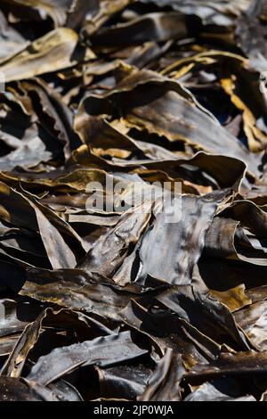 Foglie di alghe di kelp che si asciugano al sole Foto Stock