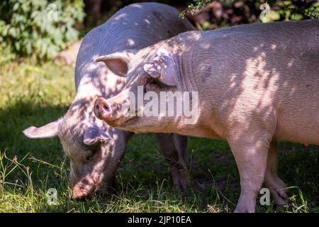 Vellahn, Germania. 08th ago, 2022. I suini salvati da un impianto di allevamento sono in movimento in un'ampia recinzione nella "Terra degli animali". Attualmente, circa 180 animali vivono su un terreno di circa 13 ettari. Gli animali provengono, ad esempio, da allevamenti o da privati che sono stati sopraffatti con le cure. L'azienda agricola finanziata dai donatori è stata costruita dal 2014 su un ex sito dell'Esercito popolare Nazionale della RDT (NVA). Credit: Jens Büttner/dpa/Alamy Live News Foto Stock