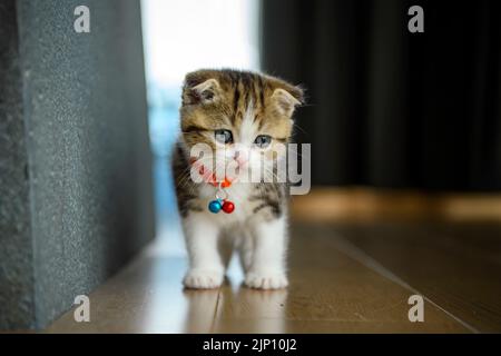 Un gattino a strisce sta camminando sul pavimento di legno nella casa. Un piccolo gatto scozzese ripiegato con una bella campana sul collo è in piedi e guardare dow Foto Stock