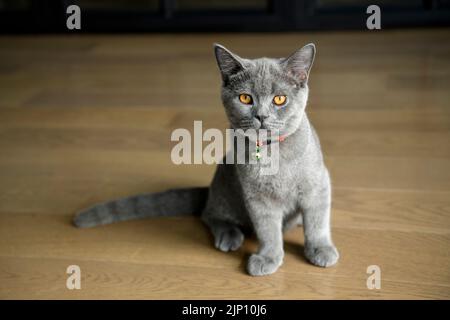 Gattino posato su un pavimento di legno nella casa e guardando dritto. British Shorthair razza colore blu con occhi arancio scuro, linea di sangue puro, bea Foto Stock