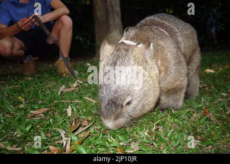 Wombat fuori su una passeggiata in testa con handler, Hartleys Creek Wildlife Experience, vicino a Cairns, Queensland, Australia. No MR Foto Stock