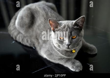 Gattino rilassante su un tavolino nero infastidito e infastidito, molto divertente e carino. Un gatto Shorthair britannico dagli occhi blu con occhi arancioni, crouchin Foto Stock
