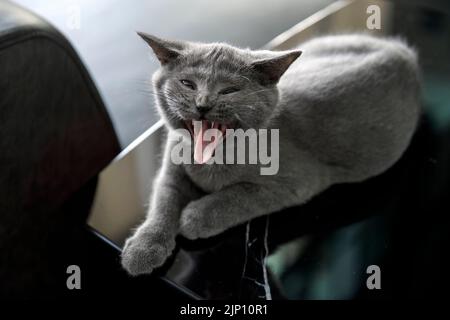 Il gattino apre completamente la bocca. Ha yawned, ha visto i denti e la linguetta. Molto divertente e carino, un gatto Shorthair britannico blu seduto su un coff nero Foto Stock