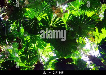 Luce del sole attraverso la foresta di palma ventaglio, Cape Tribulation, Daintree, a nord di Cairns, Queensland, Australia Foto Stock