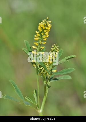 Steli giallo Sweet Clover (Melilotus indicus) in Houston TX, vista laterale primo piano. Erba fiorita eurasiatica trovata in molte regioni del mondo. Foto Stock