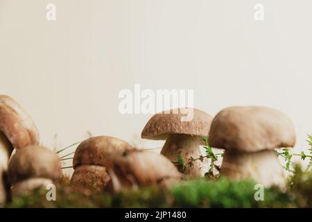 Composizione con funghi boreto idomini modificabili su muschio verde o erba isolata su sfondo bianco pastello studio. Primo piano su porcini bianchi commestibili selvatici, cep. Spazio di copia. Cibo naturale biologico della foresta Foto Stock