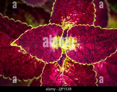 coleus, noto anche come solenostemon, vista in primo piano del fogliame vegetale in profondità di campo poco profonda, presa dall'alto. Messa a fuoco selettiva Foto Stock