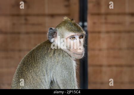 una scimmia di macaco siede su uno sfondo di legno con un aspetto triste Foto Stock