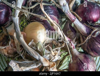 Cipolla rossa e gialla. Foto: Bo Arrhed Foto Stock