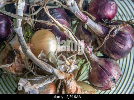 Cipolla rossa e gialla. Foto: Bo Arrhed Foto Stock