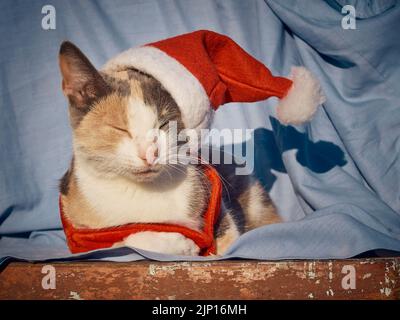 Gatto riposante che indossa un cappello di Natale di Babbo Natale Foto Stock