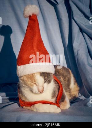 Gatto riposante che indossa un cappello di Natale di Babbo Natale Foto Stock