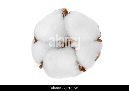 Fiore di piante di cotone isolato su sfondo bianco con profondità di campo completa. Foto Stock