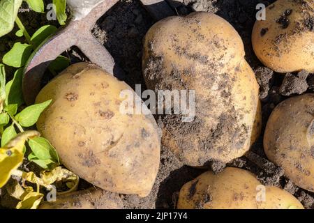 La raccolta di patate fresche di casa con forchetta. Foto Stock