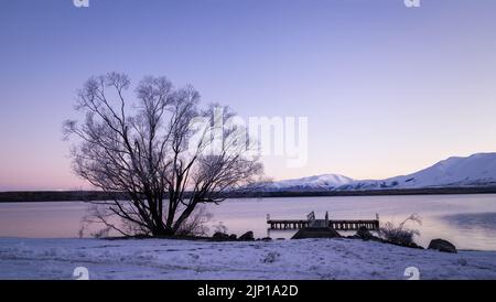 Lago di Ohau al tramonto, albero coperto di brina di bue, Twizel, Isola del Sud. Foto Stock