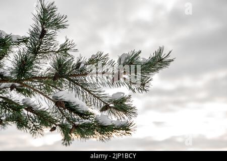Grande ramo di abete rosso ricoperto di neve con coni sul cielo del tramonto Foto Stock