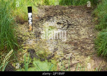 Indicatore del livello dell'acqua che indica il livello basso in un ruscello forestale. Foto Stock