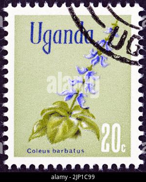 UGANDA - CIRCA 1969: Un francobollo stampato in Uganda dal numero 'Fiori' mostra Coleus barbatus, circa 1969. Foto Stock