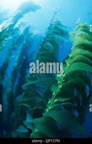 Kelp gigante o kelp vescica (Macrocystis piryfera), isola di San Clemente, California, Stati Uniti, Oceano Pacifico Foto Stock