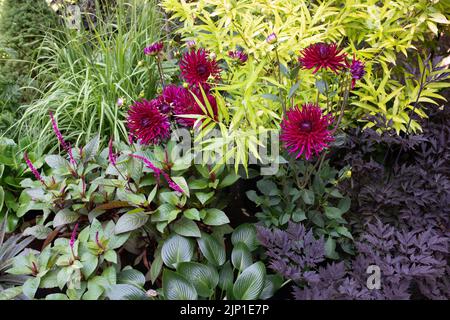 Foglie a contrasto di forma e colore in UK Garden Border Foto Stock