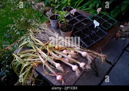 Aglio cresciuto in casa che asciuga su una tavola Foto Stock