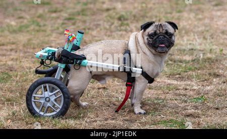 Milton Keynes, Regno Unito, 30th luglio 2022. Pugs da tutto il Regno Unito si sono riuniti per celebrare Summer.Frank il Pug disabili si è Unito a usando la sua sedia a rotelle del cane Foto Stock