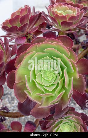 Aeonium 'Velour' una pianta succulenta sempreverde con rosette di fogliame carnoso con bordi rosso scuro Foto Stock