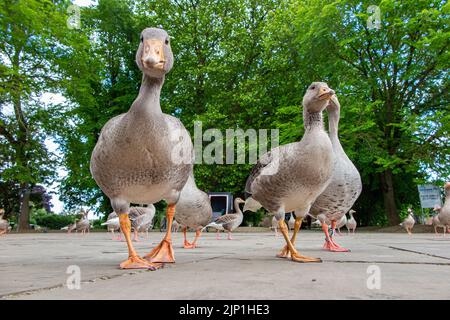 Oche, prese a livello degli occhi, nella città di York Foto Stock