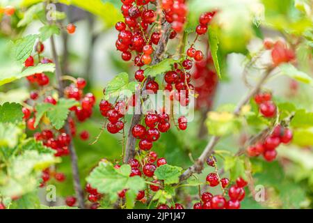 Macroscopio di frutti rossi maturi di ribes. Foto di alta qualità Foto Stock