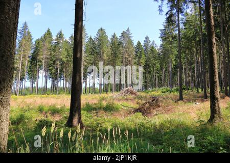 mazzo di rami dopo la potatura del legno in primavera giacciono sul terreno Foto Stock