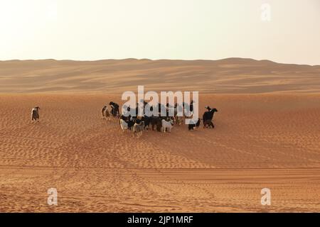 Capre recinzione sotto dune del deserto wahiba sabbia in Oman Foto Stock