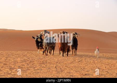 Capre e polli recinzione sotto le dune del deserto wahiba sabbia in Oman Foto Stock